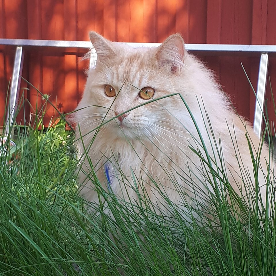 sibirisk katt Diablo