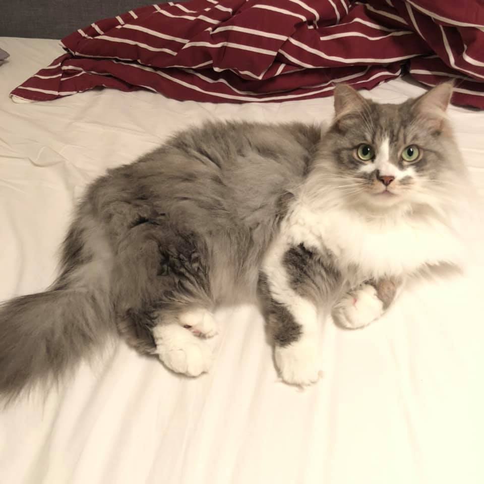 sibirisk katt Deimos