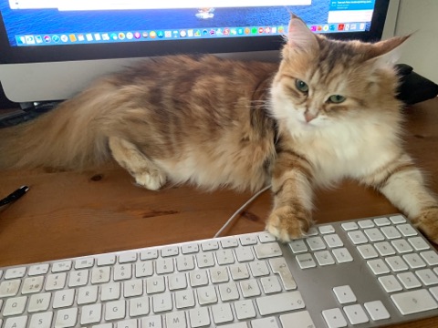 sibirisk katt Quine