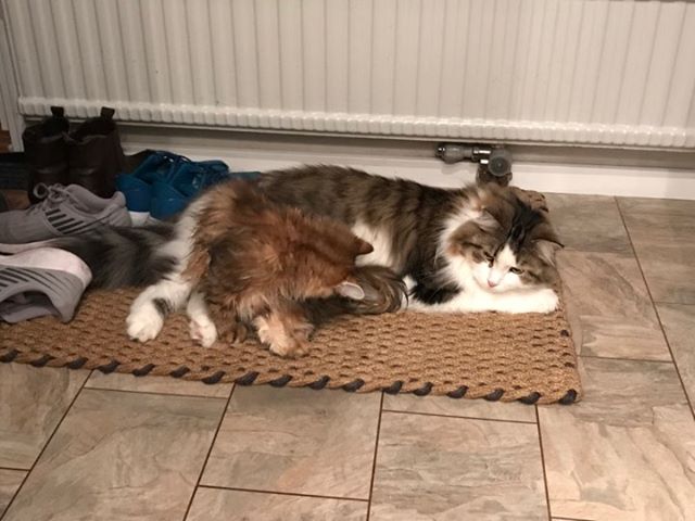 sibirisk katt Pluto Ul