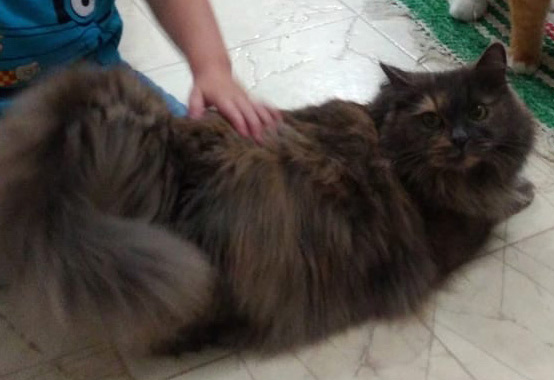 sibirisk katt Freja