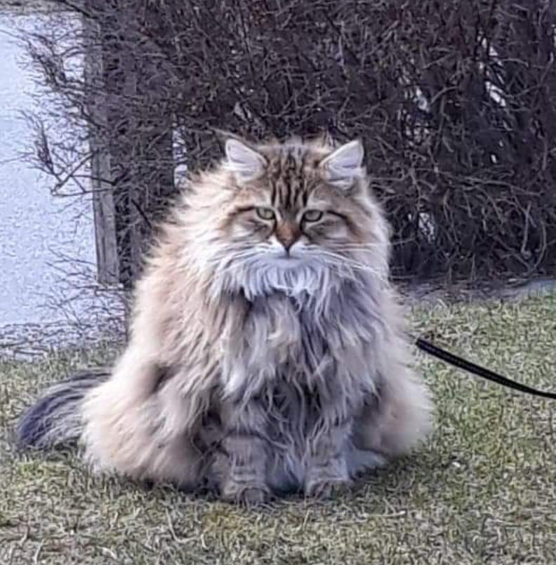 sibirisk katt Styx