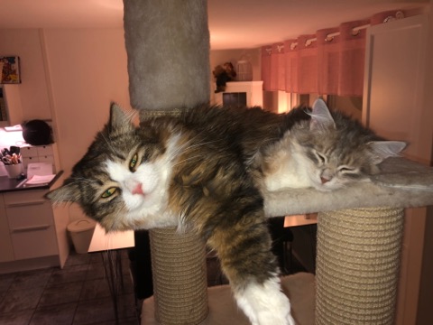 sibirisk katt Salsa o Utopia