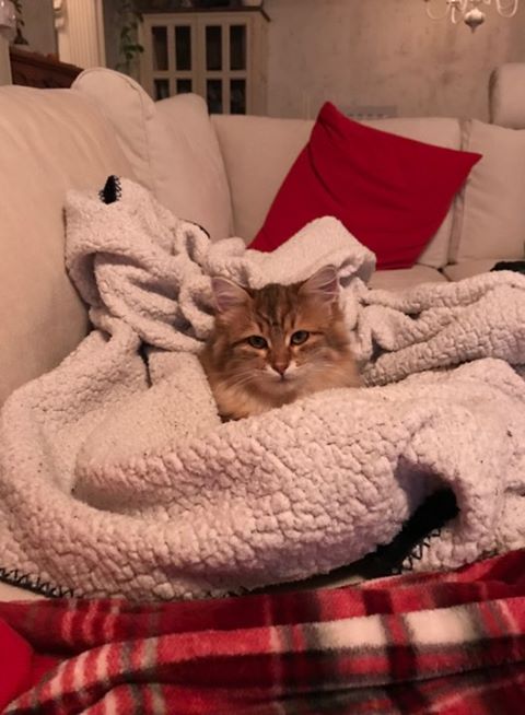 sibirisk katt Ul