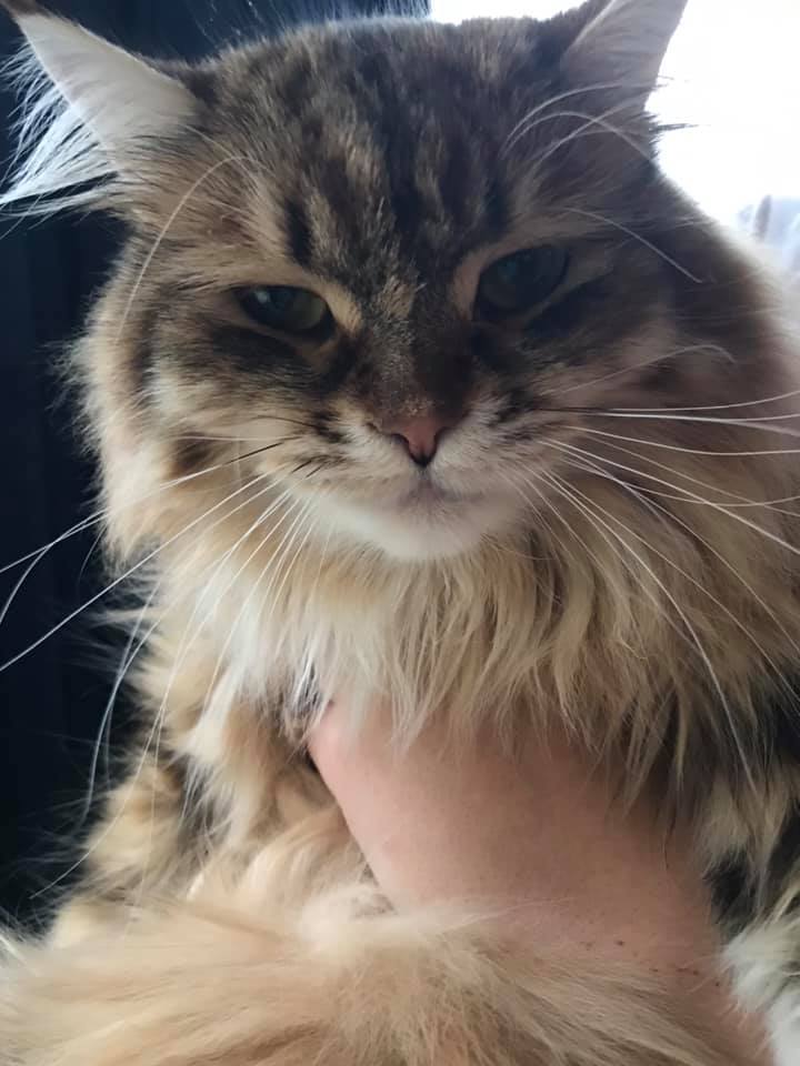 sibirisk katt Rana