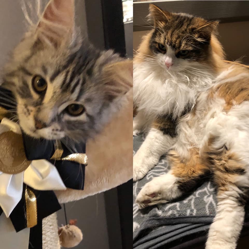 sibirisk katt Valentine
