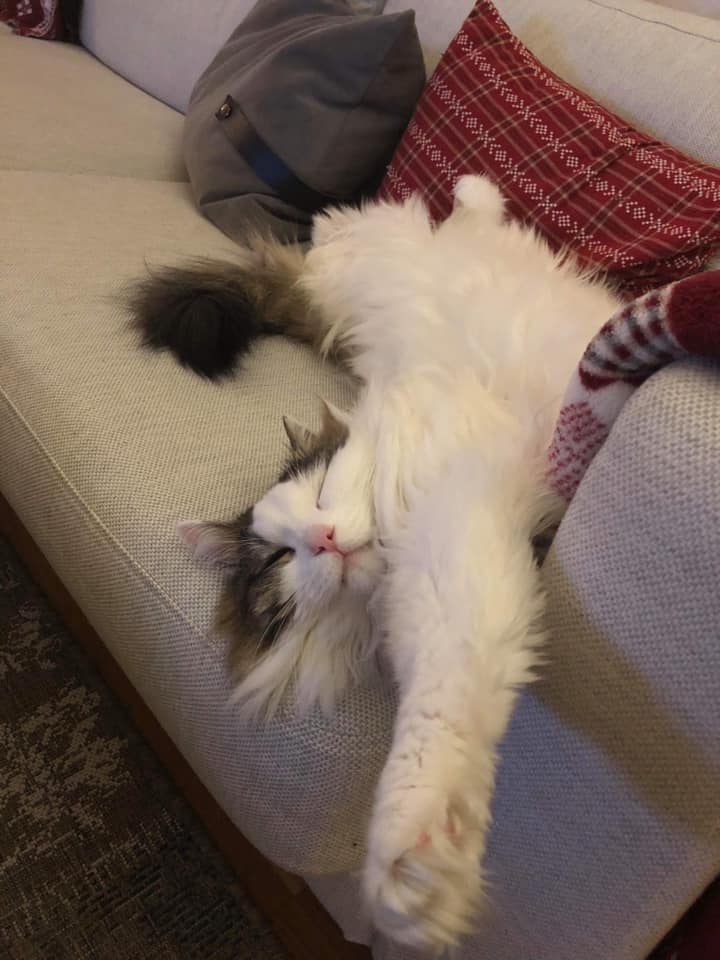 sibirisk katt Quincy