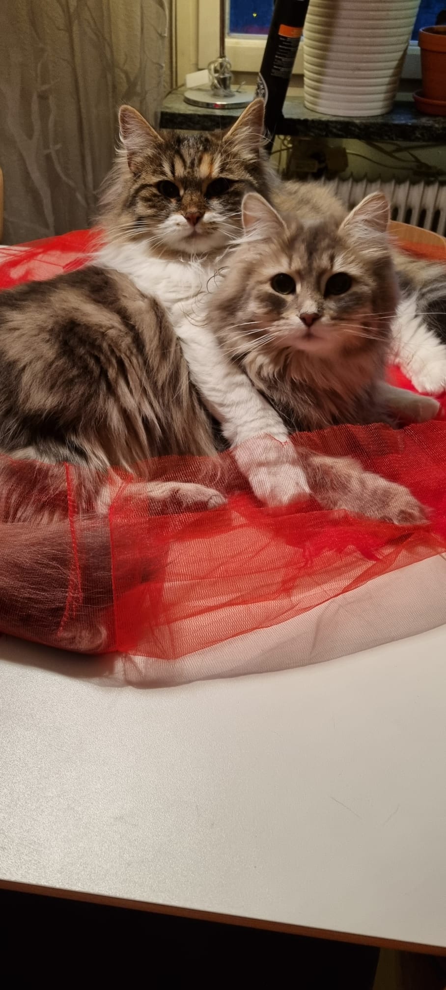 Sibirisk katt Xainza o Yambika