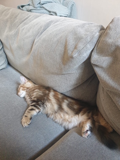 sibirisk katt Yanai