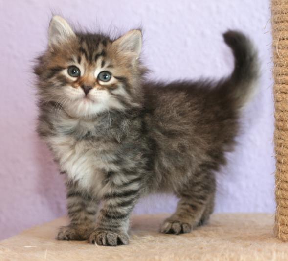 sibirisk kattunge