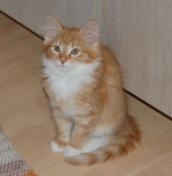 sibirisk kattunge