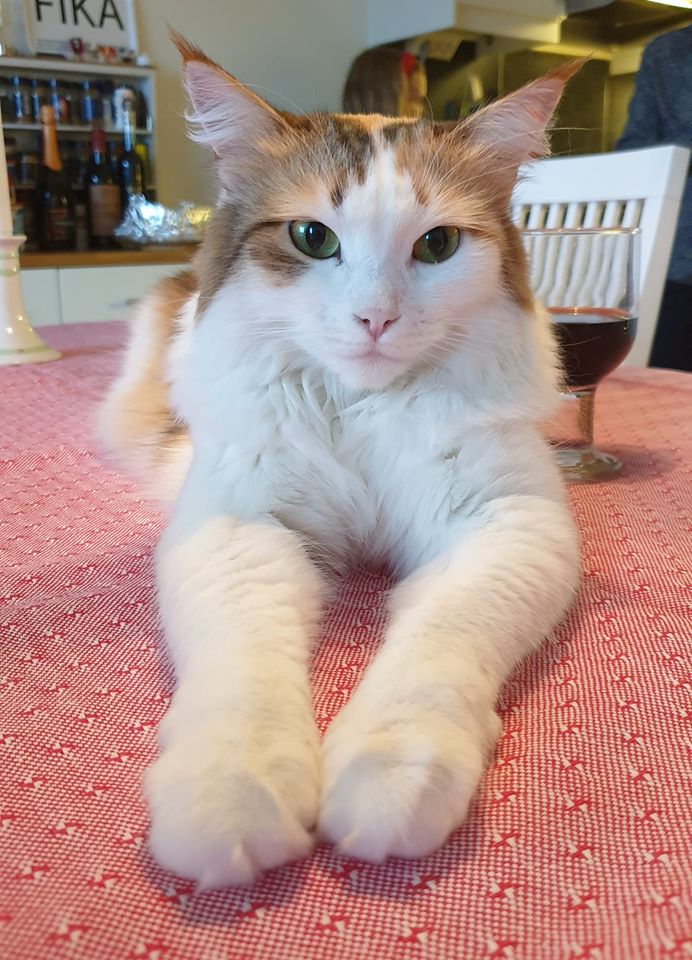 Sibirisk katt Nymphe