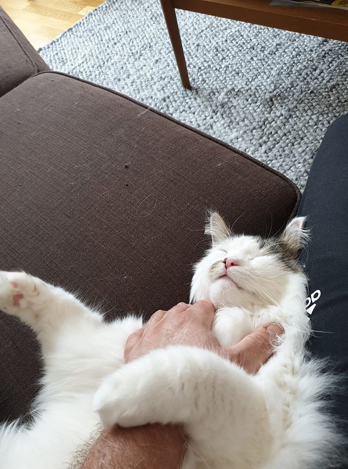 sibirisk katt Avior