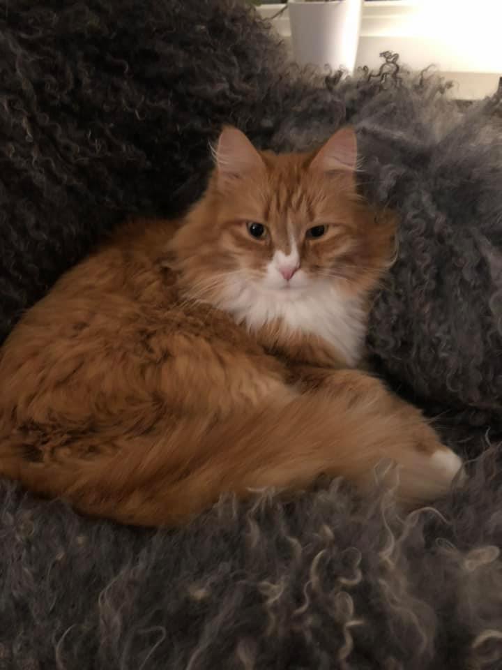 Sibirisk katt Kepheus