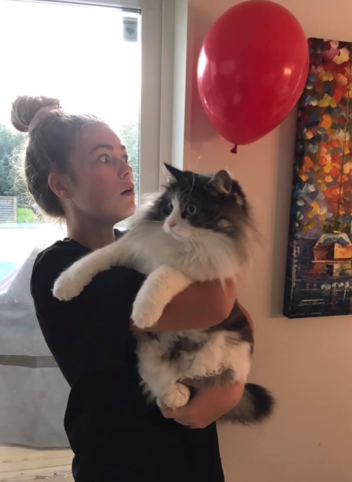 Sibirisk katt Apollo