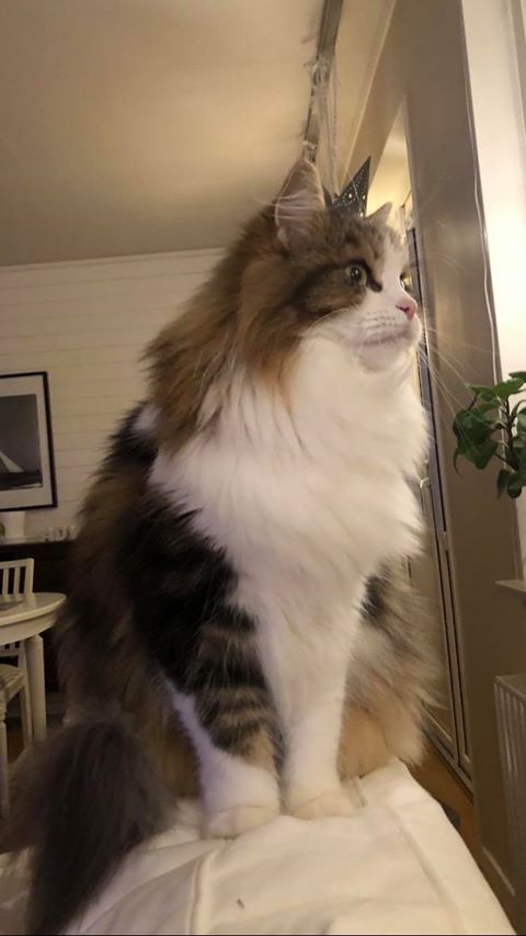 sibirisk katt Elliot
