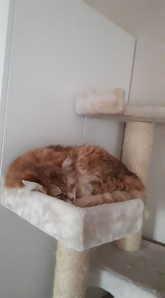 sibirisk katt Marilyn