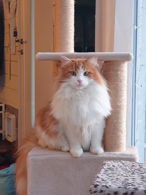 sibirisk katt Rost