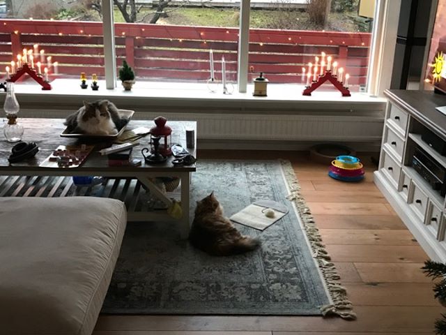 sibirisk katt Pluto o Ul