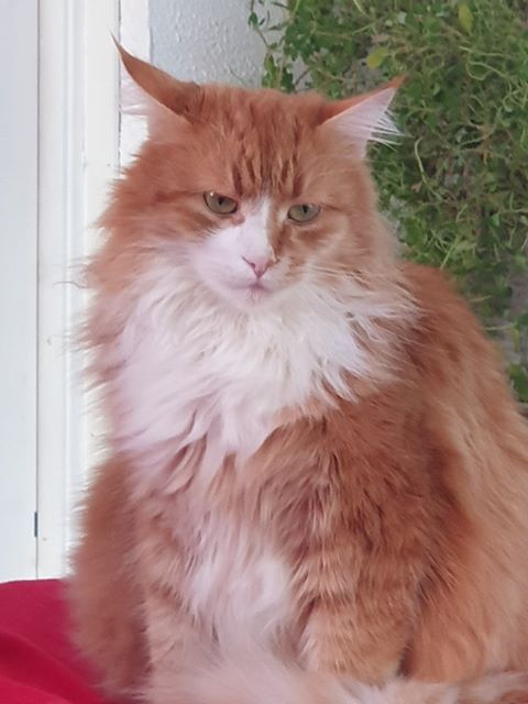 sibirisk katt Neptune