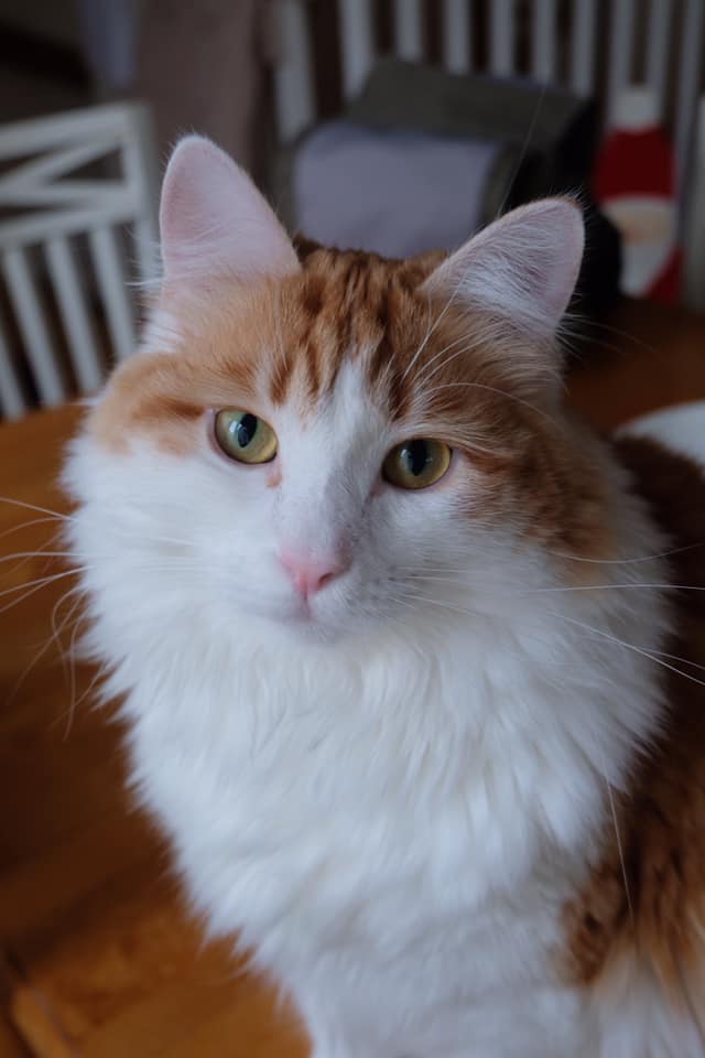 sibirisk katt Triton