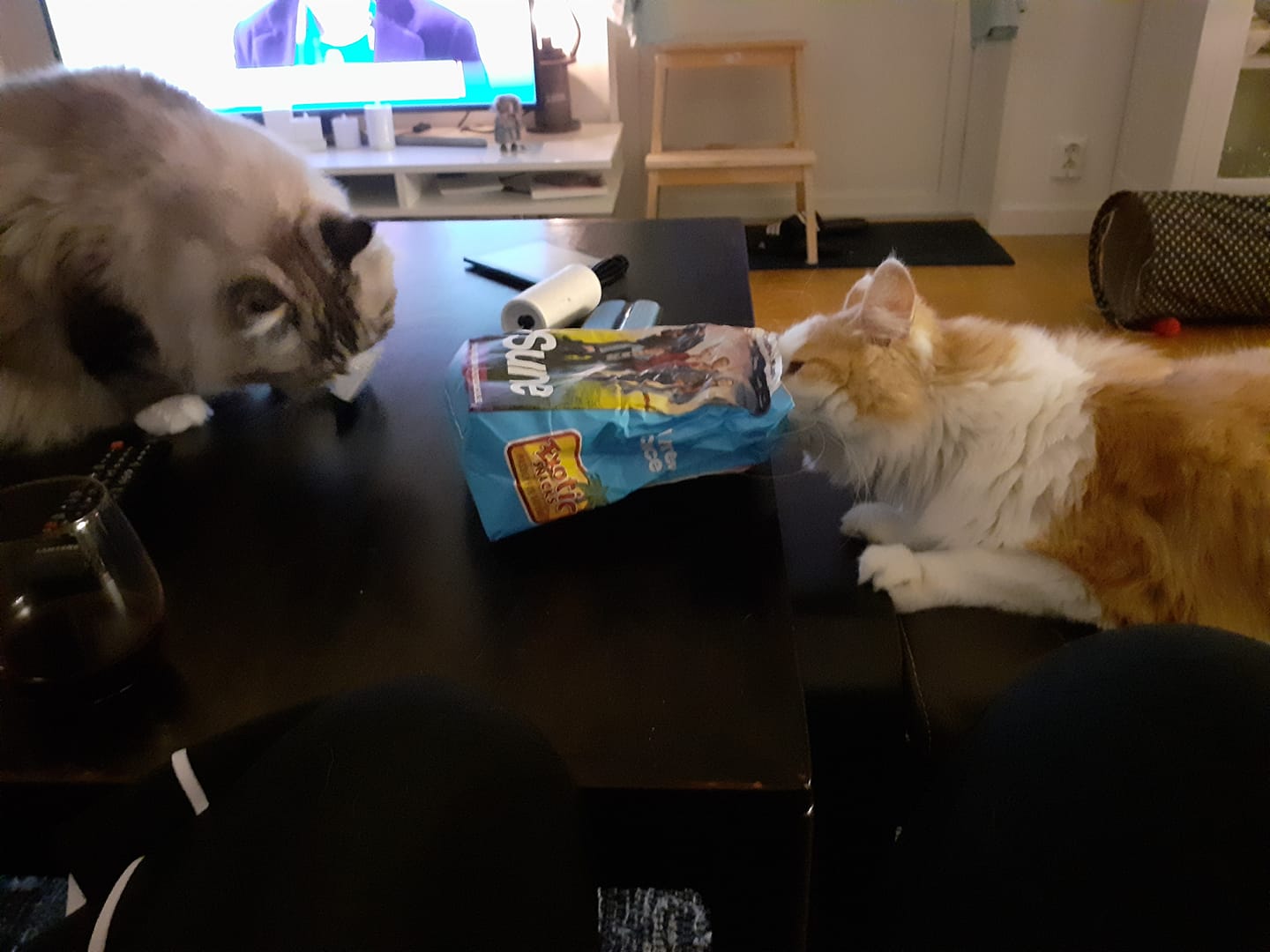 Neva masquerade Vladimir Sibirisk katt Thor