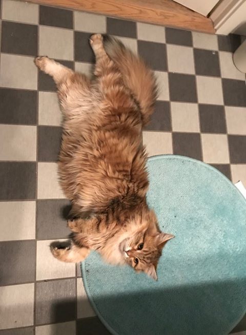 sibirisk katt Ul