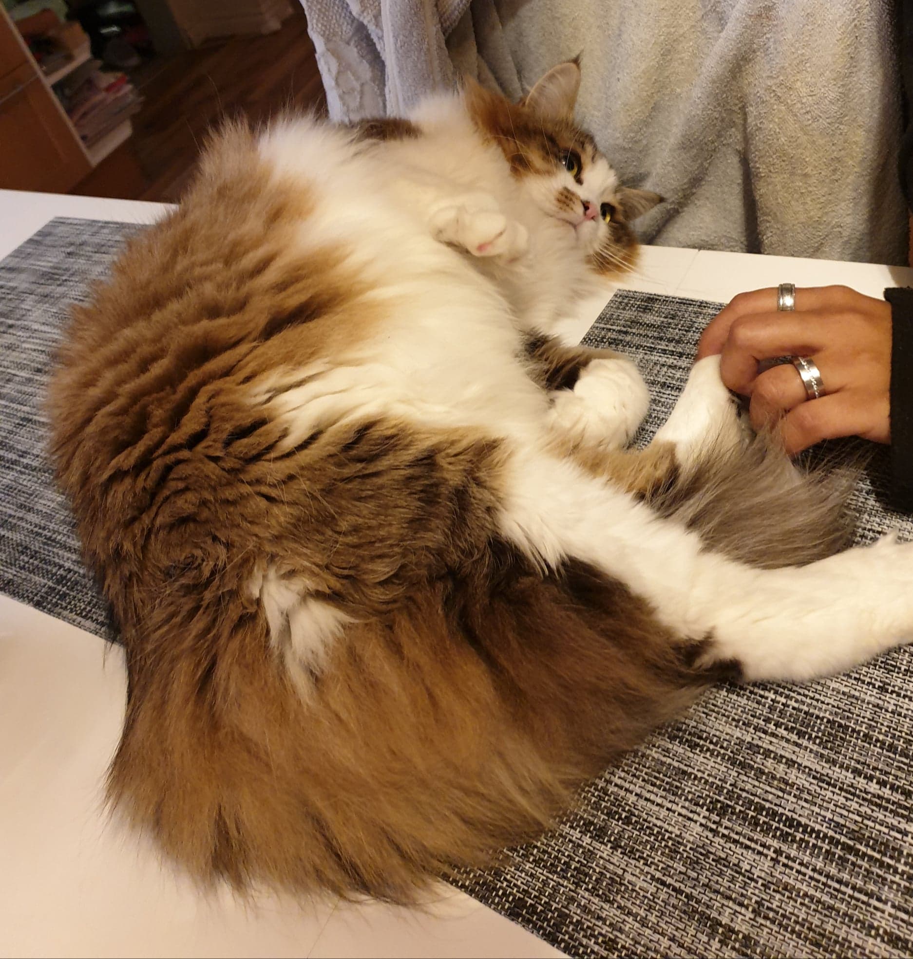 sibirisk katt Electra