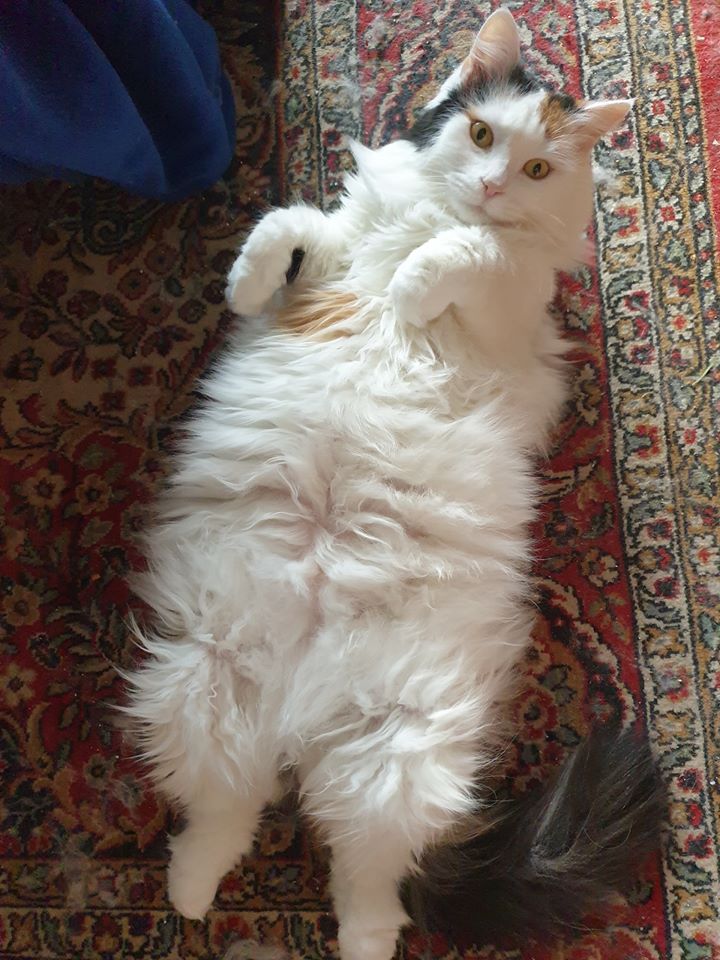 Sibirisk katt Iras