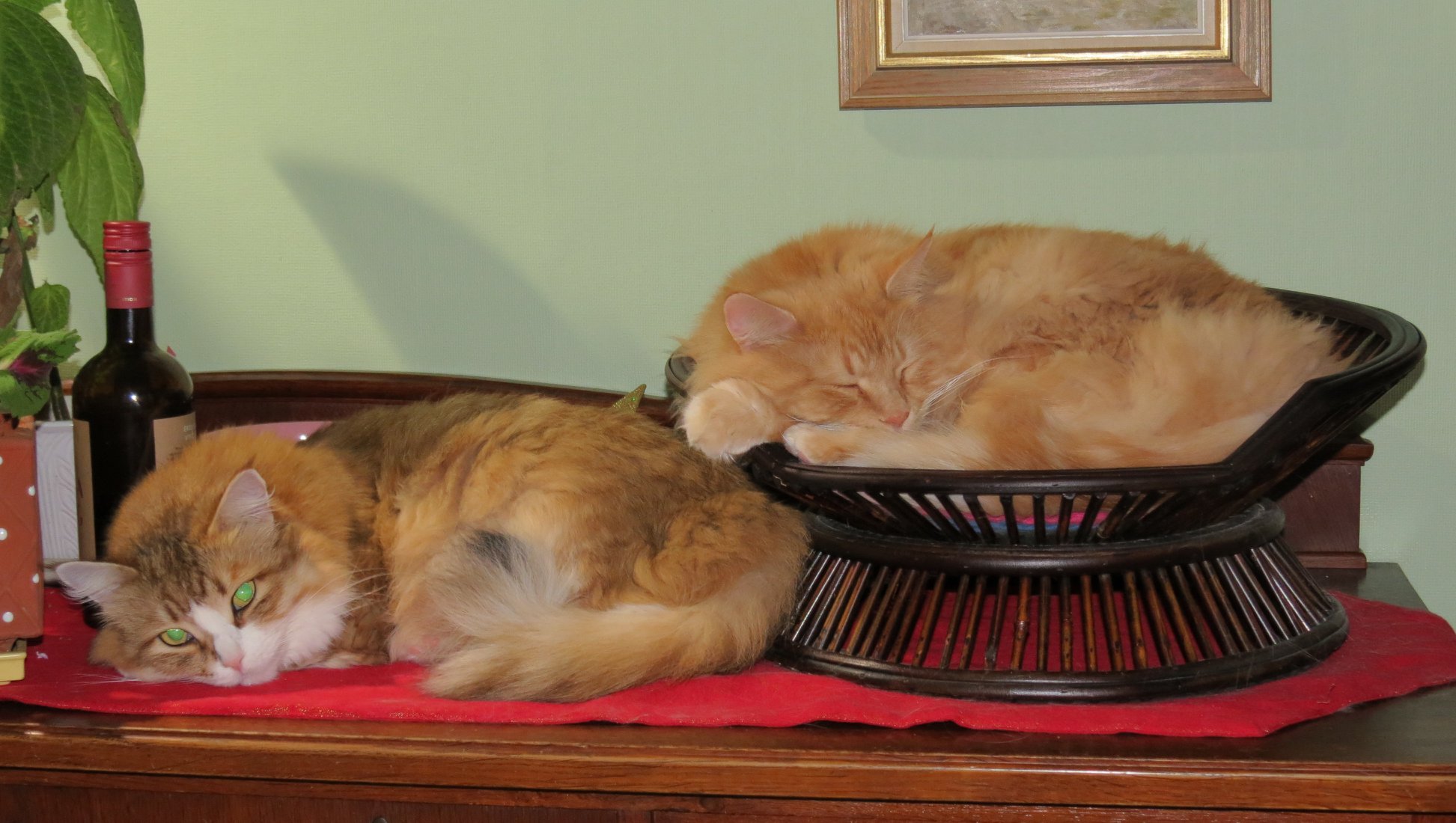 sibiriskkatt Galileo o Hercules
