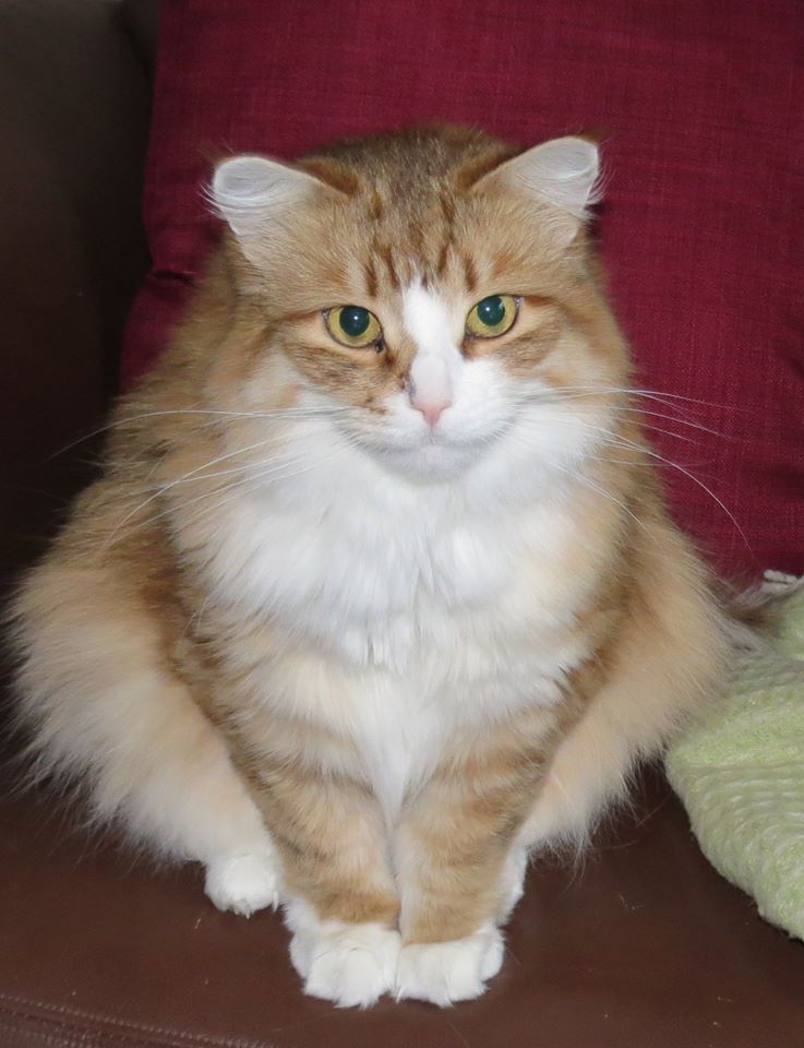 sibirisk katt Galileo