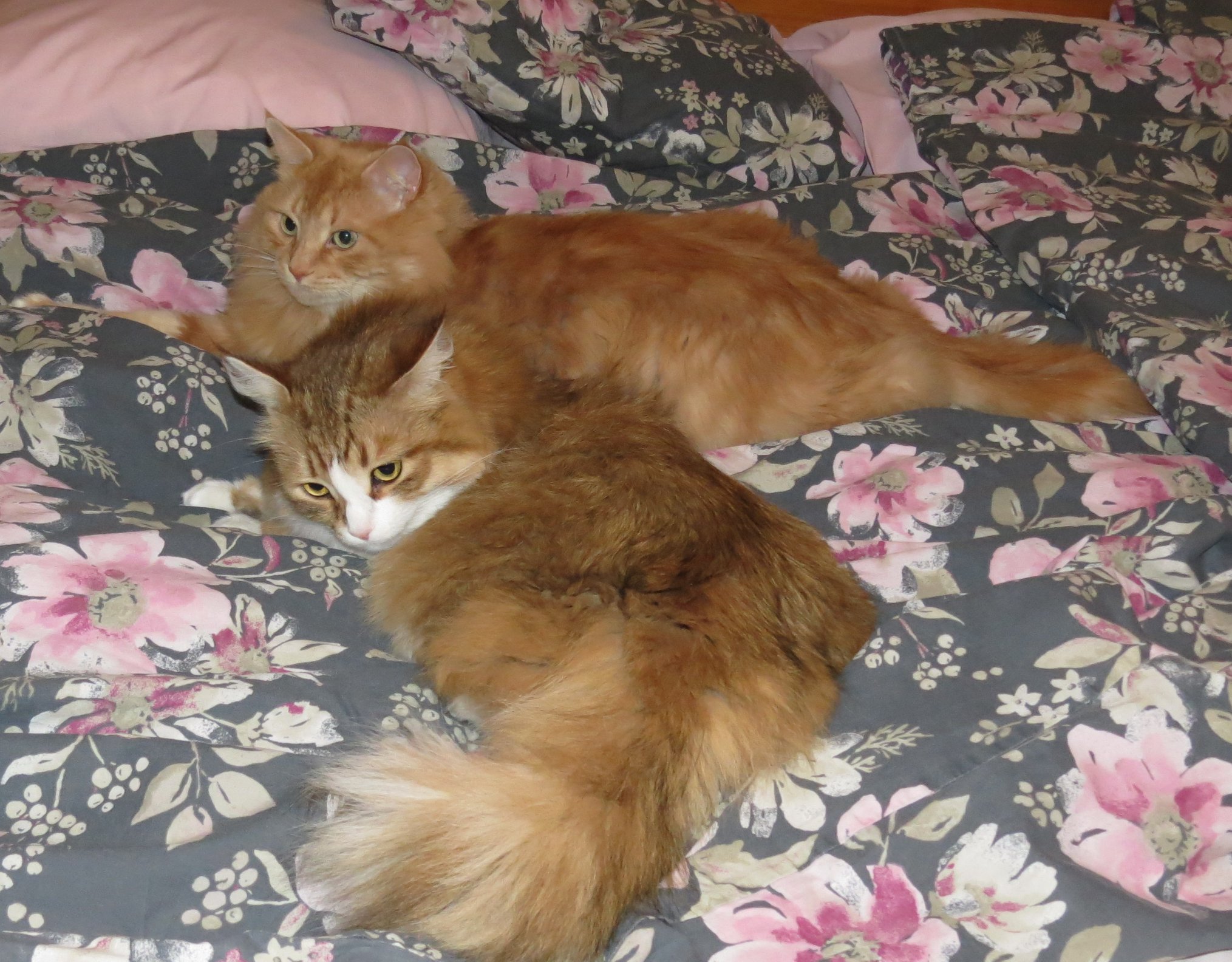 Sibirisk katt Hercules Galileo