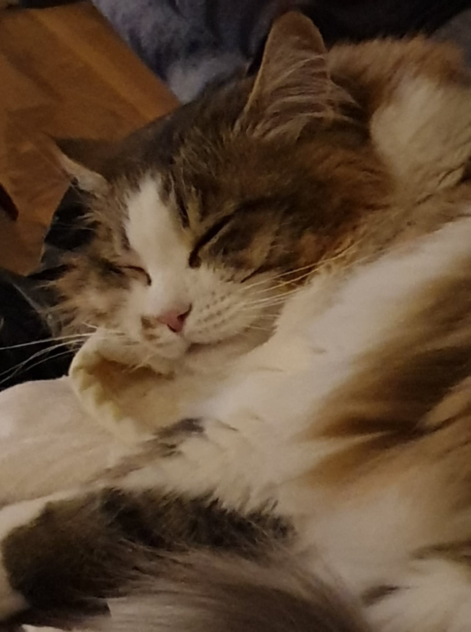 sibirisk katt Electra