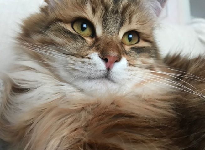 sibirisk kattunge Ul