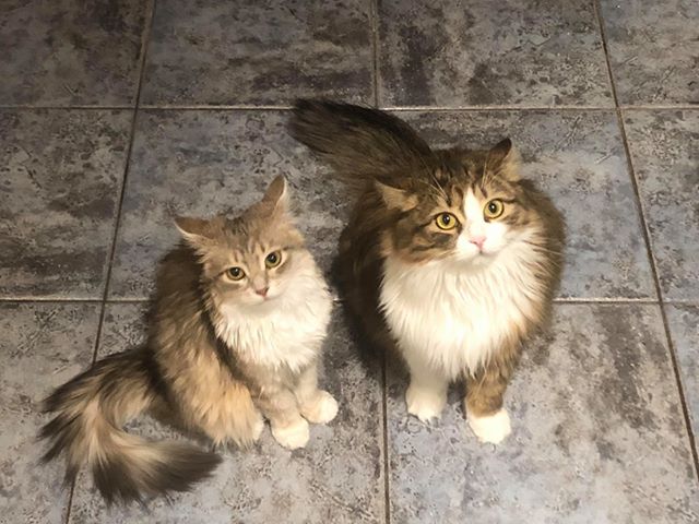 Sibirisk katt Salsa o Utopia