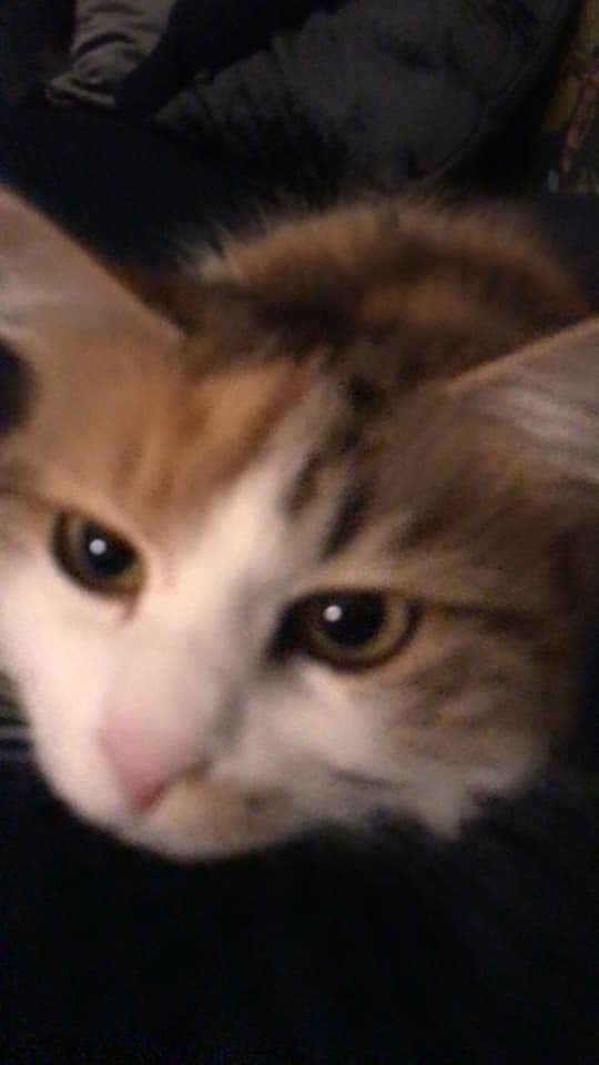 sibiriskkatt Gaia