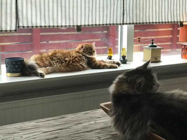 sibiriskkatt Pluto o Ul