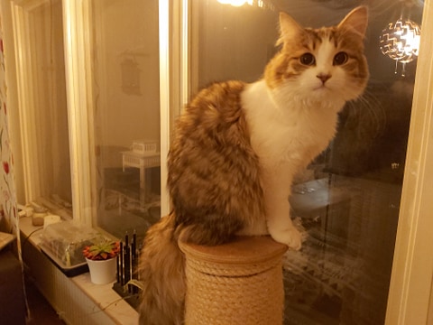 sibirisk kattunge Valina