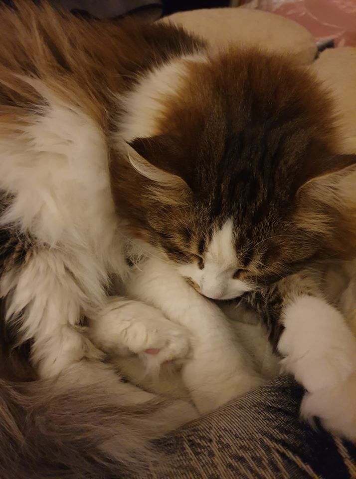 sibirisk katt Electra