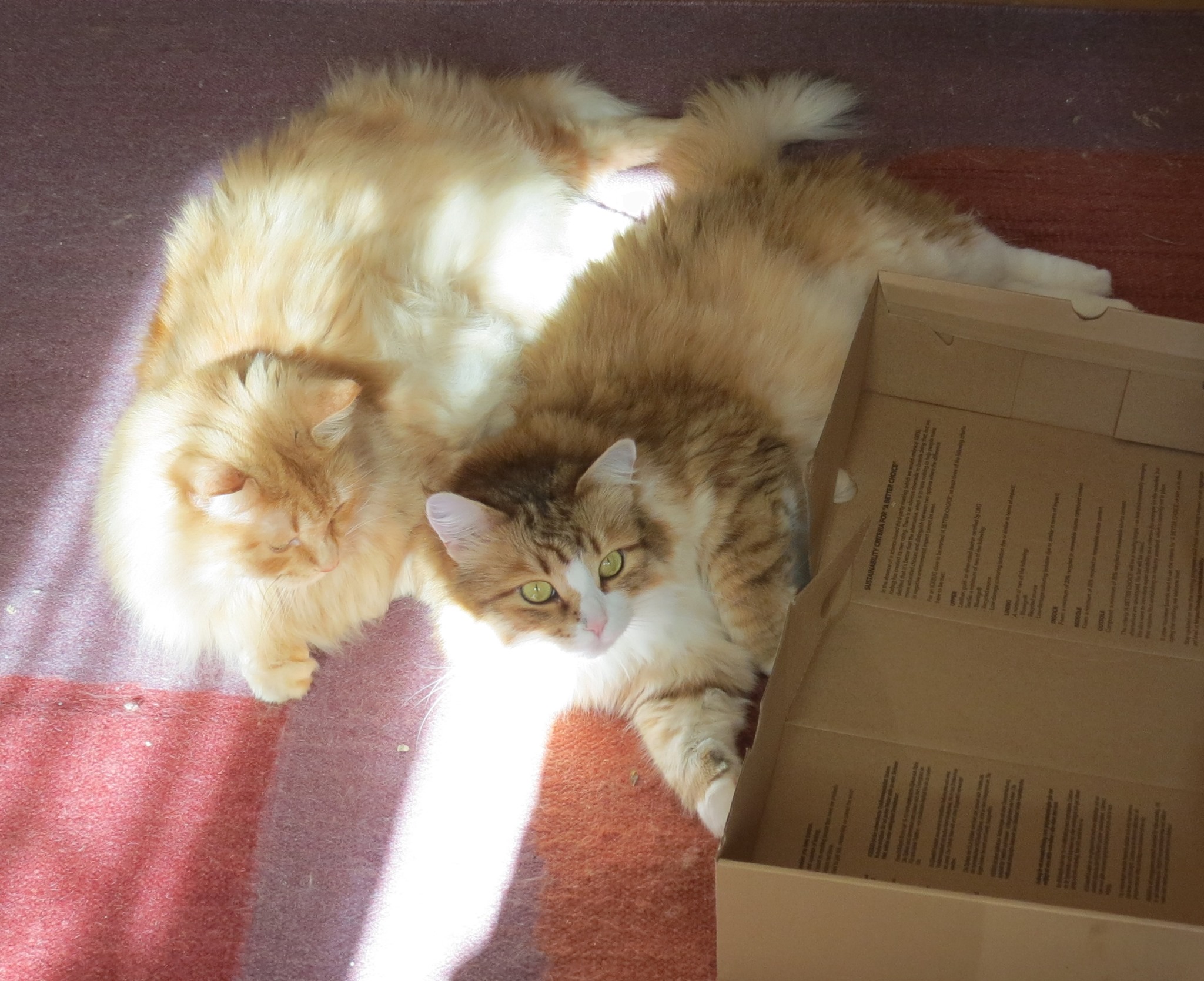 sibirisk katt Hercules o Galileo