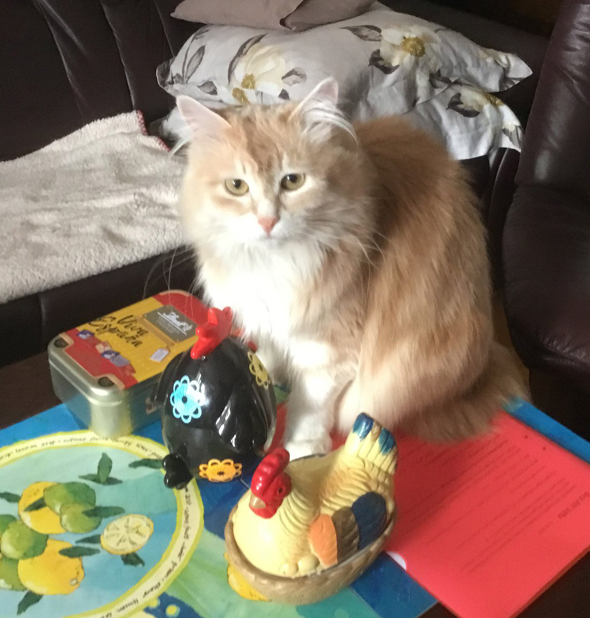 sibirisk katt Magni