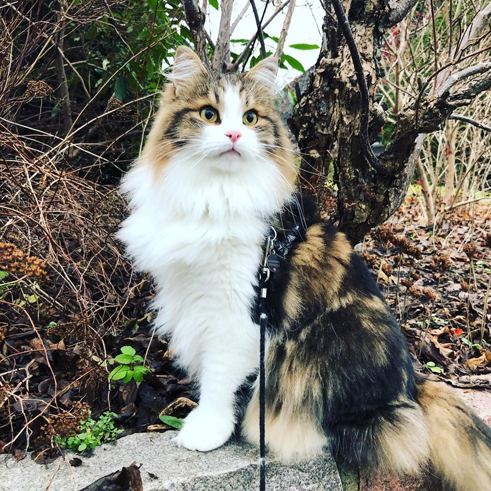 sibirisk katt Elliot