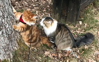 sibirisk katt UlPluto