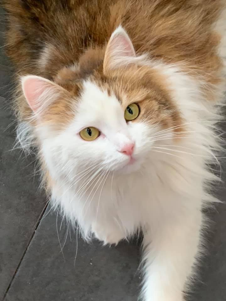 sibirisk katt Puck