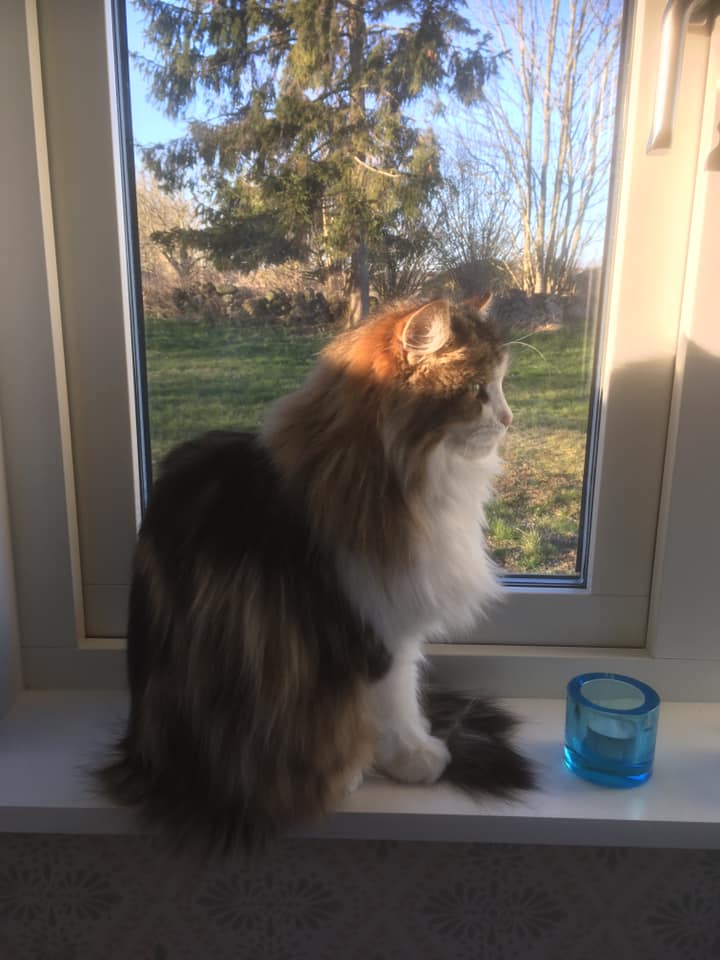 Sibirisk katt Galina