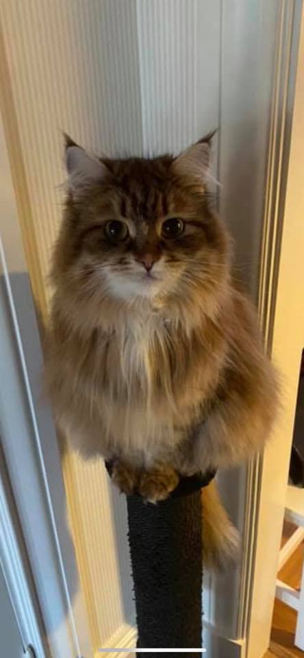 sibirisk katt Rana