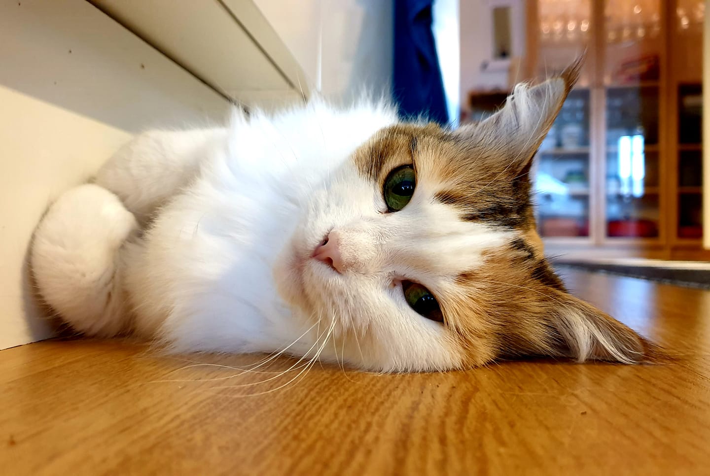 sibirisk katt Nymphe