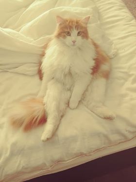 sibirisk katt Rost