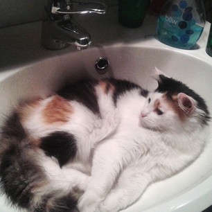 sibirisk katt Rowena