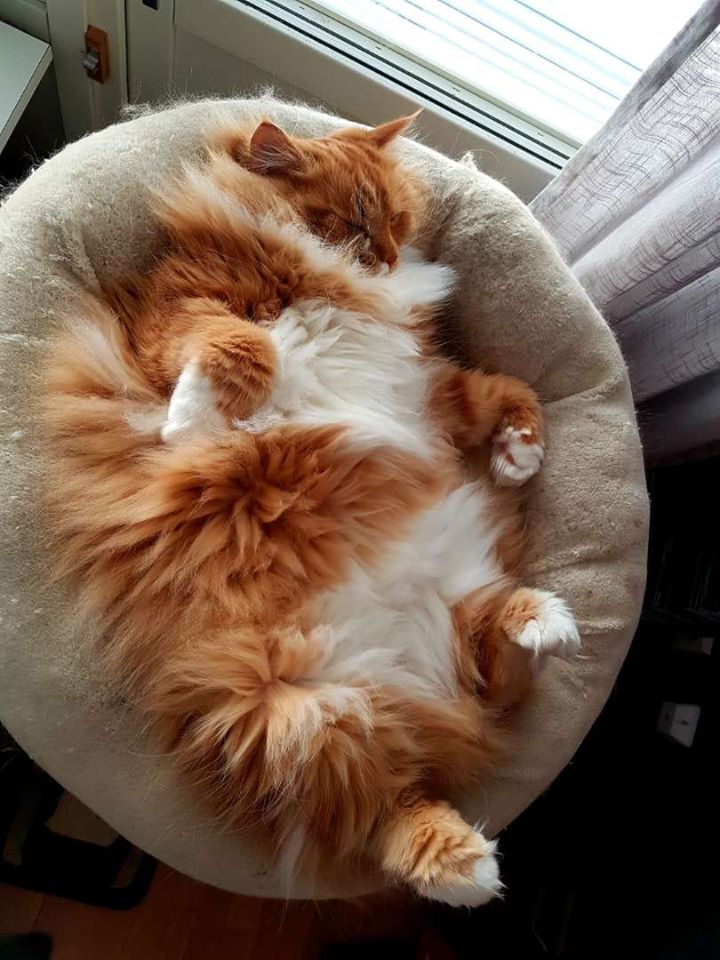 sibirisk katt Zeus